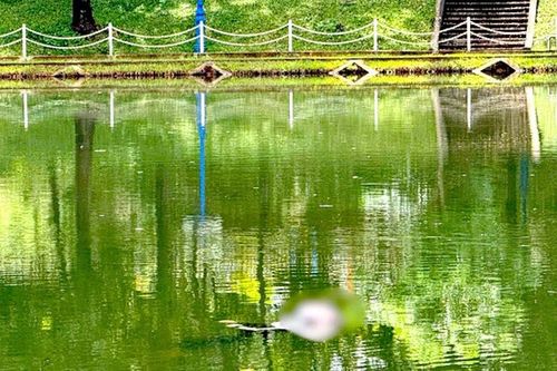 Phát hiện thi thể xăm hình cá chép nổi trên mặt hồ công viên ở Gia Lai