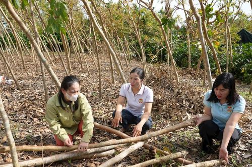 Nông dân làng nghề hoa cây cảnh Vinh Phú vượt khó khôi phục sản xuất
