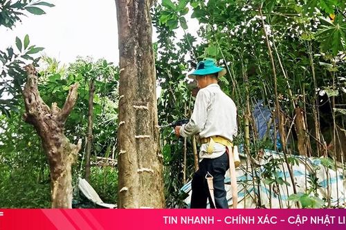Khoan, đục thân cây - lợi bất cập hại trong khai thác dó trầm