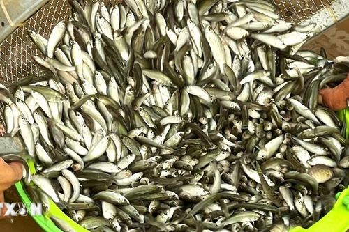 An Giang: Rộn ràng mùa cá linh non nơi đầu nguồn châu thổ Cửu Long