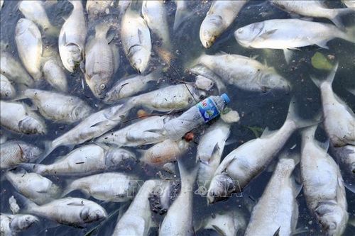 Vụ cá biển chết hàng loạt tại Khánh Hòa: Chưa phát hiện dấu hiệu sử dụng chất nổ hay chất độc