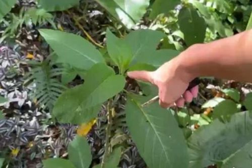 Đi đường tiện tay hái lá ăn, 3 chị em hoa mắt chóng mặt nhập viện gấp