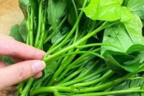 Rau xưa người Việt cho lợn ăn, nay lên bàn tiệc ở nước ngoài, hơn 1 triệu/kg