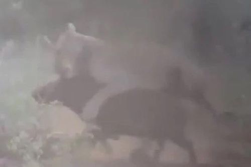 CLIP: Lợn rừng liều mạng quật ngã sư tử để thoát thân nhưng gặp cái kết không ngờ