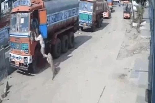 CLIP: Vồ hụt người đàn ông, báo hoa mai bị đàn chó hoang truy sát và cái kết