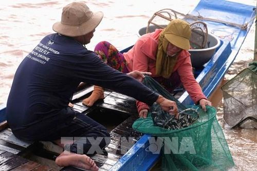 Mùa cá linh non: Thanh âm đầu nguồn Cửu Long