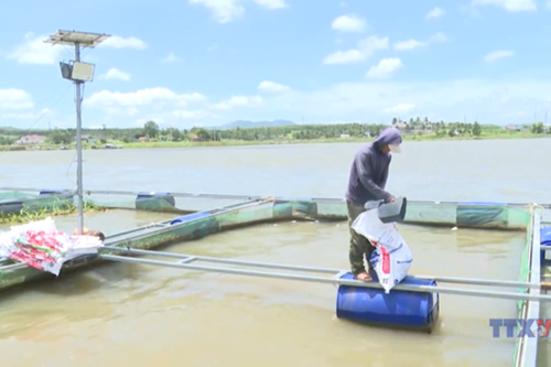 Nuôi cá lồng bè bền vững trên lòng hồ An Khê – Kanak