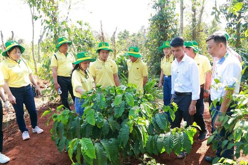 Khai phá tiềm năng cà phê Việt: Hành trình từ canh tác thông minh
