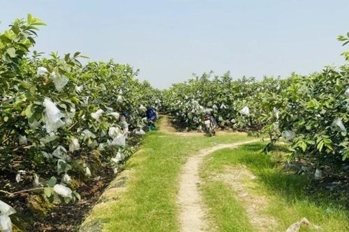 Mở lối phát triển kinh tế xanh, giá trị cao từ giống ổi lê Quý Hương