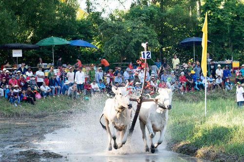 Ngày 20/9 diễn ra Hội Đua bò Bảy Núi tranh Cúp Truyền hình An Giang