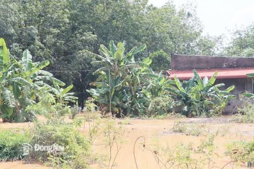 Lũ bất ngờ tràn về, nhiều hộ dân khu vực phía Bắc tỉnh Đồng Nai bị ảnh hưởng