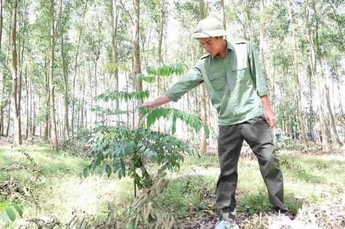Thêm cơ hội phát triển rừng gỗ lớn
