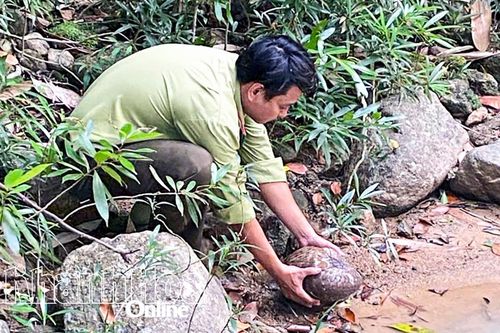 Cần tuân thủ quy định về bảo vệ động vật hoang dã