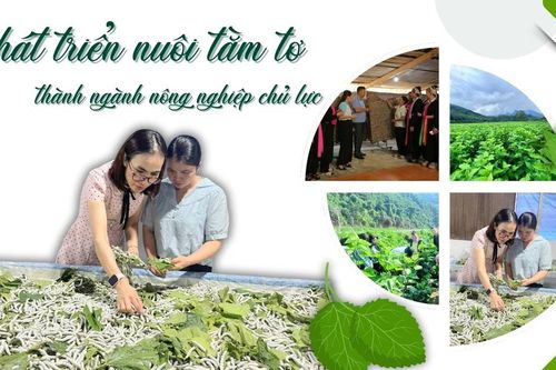 Phát triển nuôi tằm tơ thành ngành nông nghiệp chủ lực