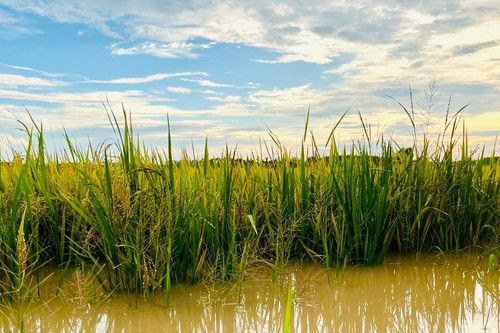 Mưa lũ gây nhiều thiệt hại
