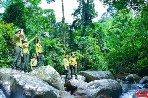 Tăng cường quản lý, bảo vệ rừng