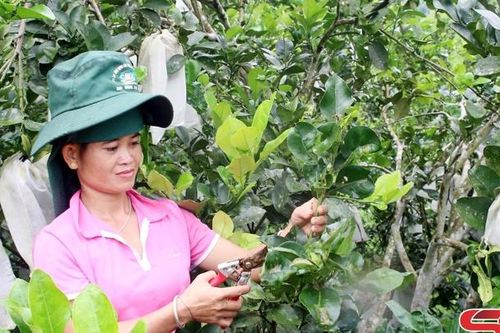 Hội viên phụ nữ sản xuất giỏi