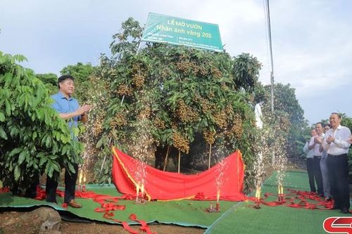 Lễ mở vườn và kết nối cung cầu sản phẩm nhãn Ánh vàng 205