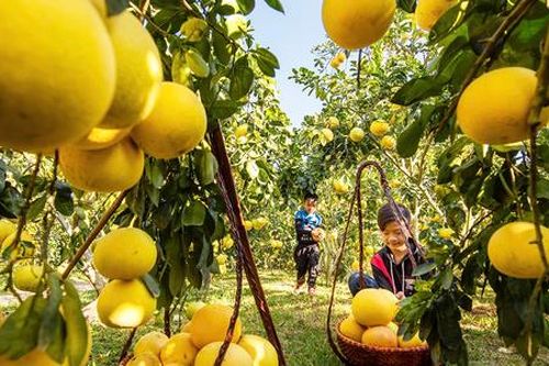 Du khách ùn ùn kéo đến vùng cao tỉnh Bắc Ninh, nông dân kiếm bộn tiền