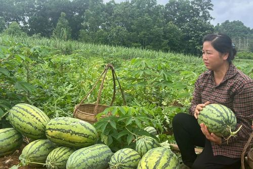 Hội viên phụ nữ làm kinh tế giỏi