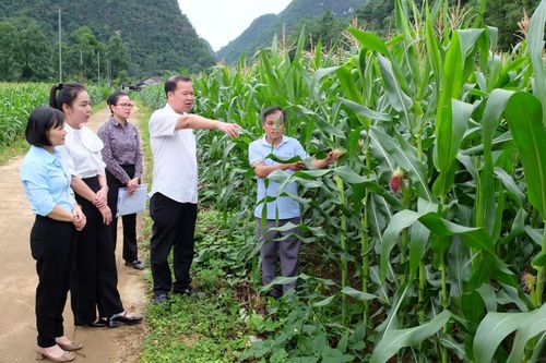 Kiểm tra, giám sát hoạt động liên kết trồng và tiêu thụ sản phẩm ngô sinh khối tại 2 xã Hạnh Phúc, Đức Long