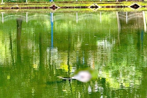 Xác minh danh tính thi thể có hình xăm cá chép nổi trên mặt hồ công viên ở Gia Lai