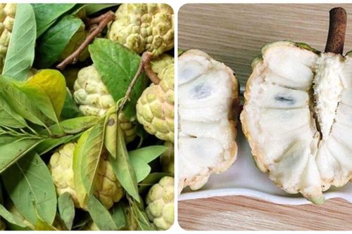 Quả na thơm ngon bổ dưỡng nhưng lại 'đại kỵ' với nhóm người này