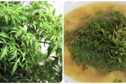 Lá đinh lăng có tác dụng gì?