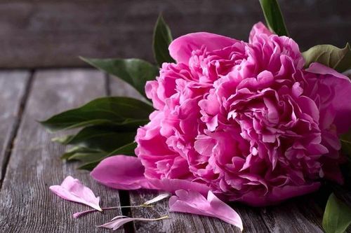 Tháng sinh Âm lịch của người có cuộc đời đẹp như mơ: Càng lớn tuổi càng thịnh vượng