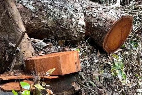 Tiếp vụ 'rỉ máu' ở Vườn Quốc gia Ba Bể: 'Máu rừng' loang đỏ từ những gốc nghiến bị hạ gục