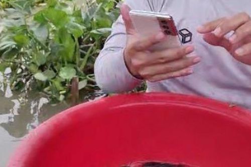 Lạ lùng hình thức phóng sinh online rằm tháng 7