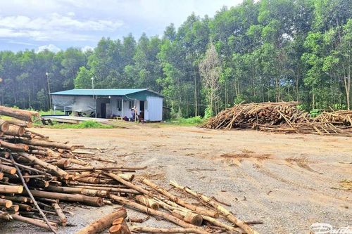 Quảng Trị: Tạm dừng hoạt động những trạm cân chưa đủ điều kiện