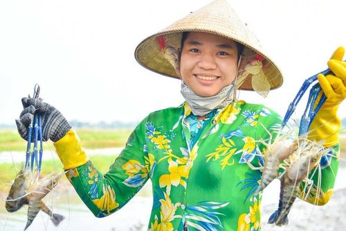Nông dân An Giang trúng đậm vụ tôm càng xanh