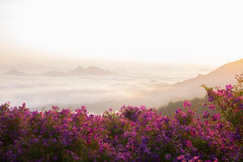 'Thiên đường' săn mây mới nổi ở đồi sim tím Sơn La