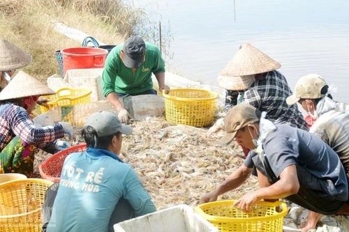 Nông dân vùng Miệt Thứ (An Giang) phấn khởi vì tôm tăng giá