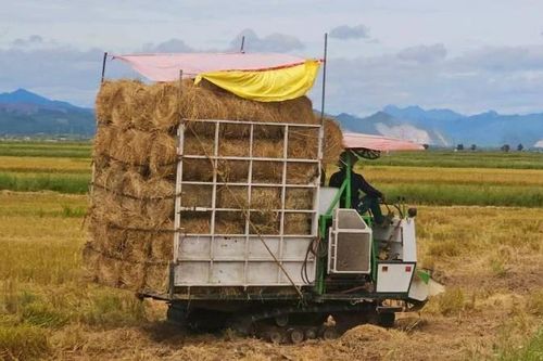 Quảng Trị: Nông dân có thêm thu nhập từ việc bán rơm