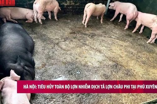 Hà Nội: Tiêu hủy toàn bộ lợn nhiễm dịch tả lợn châu Phi tại Phú Xuyên