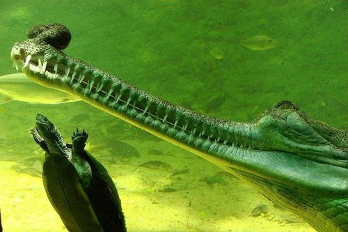 Tận mục loài cá sấu quý hiếm, kỳ dị nhất thế giới