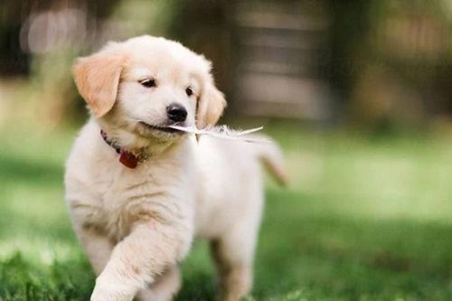 Top 4 con giáp càng lớn tuổi càng vượng tài sau tuổi 40