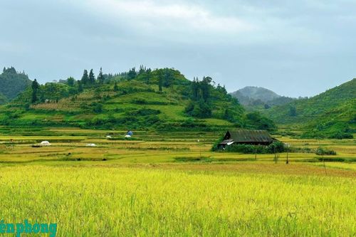 Mùa cốm trên cao nguyên Bắc Hà