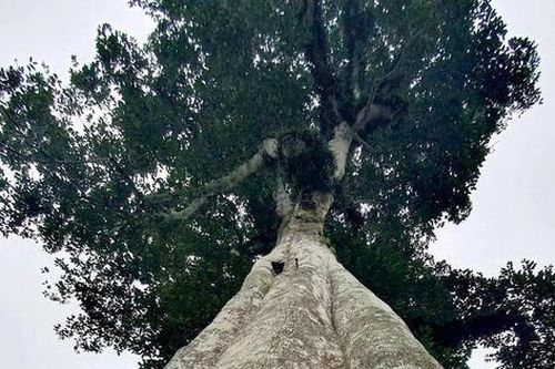 Hai cây trầm hương cổ thụ ở Hà Tĩnh được công nhận là 'Cây di sản Việt Nam'