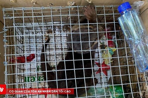 Cứu hộ cá thể rái cá vuốt bé quý hiếm