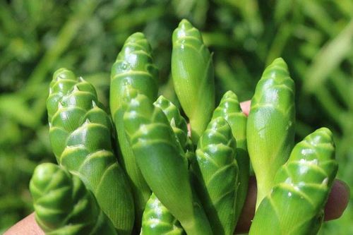 Hoa gừng - mở nguồn thu nhập mới cho người dân vùng cao Nghệ An