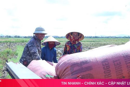 Nông dân Hà Tĩnh hối hả thu hoạch lúa hè thu