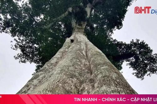 Hai cây trầm hương ở Hà Tĩnh được công nhận Cây Di sản Việt Nam