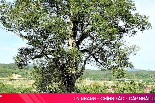 2 cây trầm hương cổ thụ ở Hà Tĩnh được công nhận là Cây di sản
