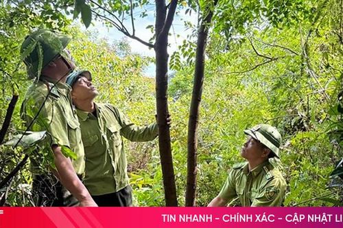 Khi cây keo che khuất...'rừng vàng'!