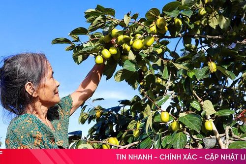 Loại quả 'đặc sản' đạt OCOP của Hà Tĩnh vào mùa thu hoạch