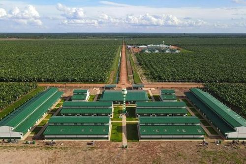 Thaco Agri báo lãi sụt giảm, nợ vay tăng vọt