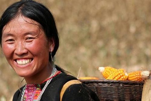Mùa thu hoạch ngô ở Sơn La